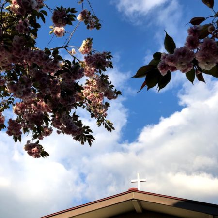 ４月２５日八重桜