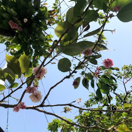 ５月９日桜