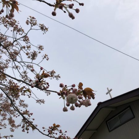 ４月２４日桜
