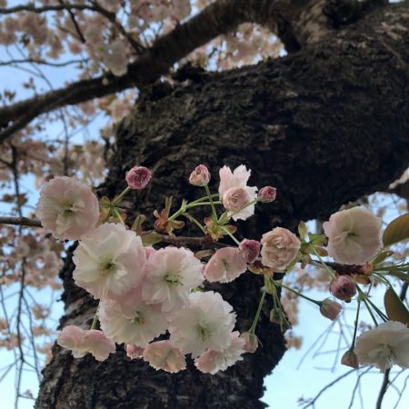 ４月２５日桜②
