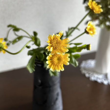 ７月２９日春菊①