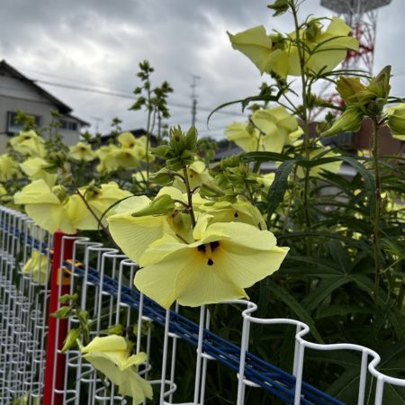 ８月１９日花オクラ