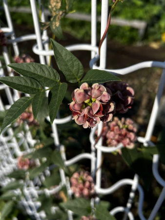 ８月２６日ちいろばの花