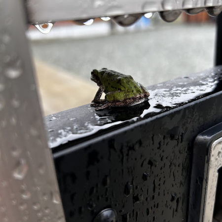 ９月２０日かえる