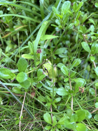 ９月９日カエル③