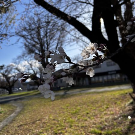 ４月４日旭公園の桜②