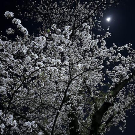 ４月８日武蔵野の桜④