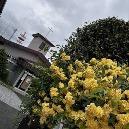 ５月１０日モッコウバラと教会