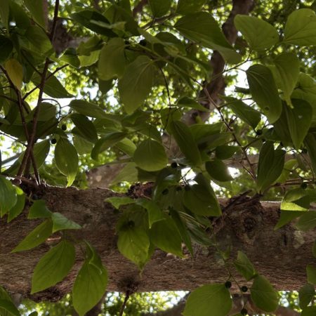 ５月１８日エノキ②