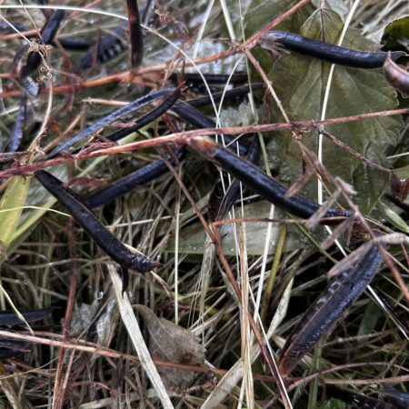 ６月１１日カラスノエンドウ