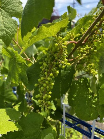 ６月１９日ぶどう