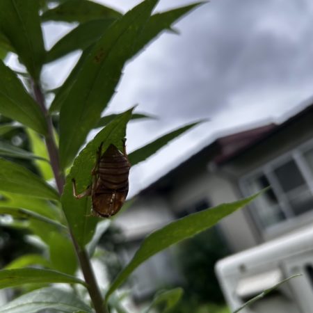 ７月１２日せみの抜け殻