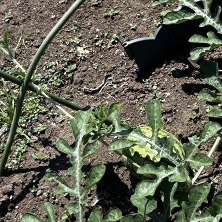 ７月２４日ちいろばスイカ