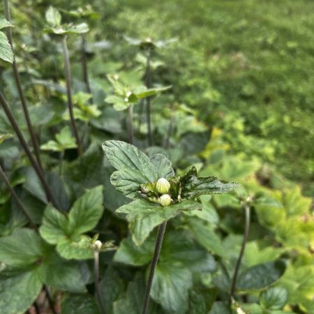 8月１８日シュウメイギク