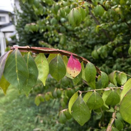 ８月２５日錦木