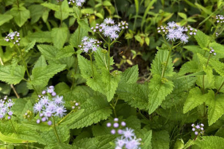 礼拝宣教の動画（２０２５.９.７）聖霊降臨節第１４主日礼拝