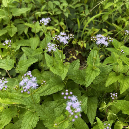 ９月７日アゲラダム