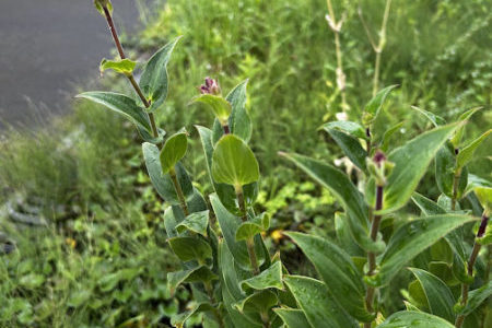 礼拝宣教の動画（２０２５.９.１４）聖霊降臨節第１５主日礼拝