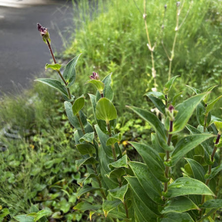 ９月１３日ホトトギス