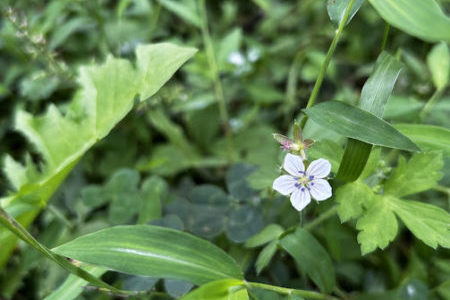 礼拝宣教の動画（２０２５.９.２１）聖霊降臨節第１６主日　９月の家族礼拝