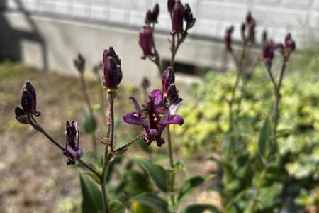 礼拝宣教の動画（２０２５.９.２８）聖霊降臨節第１７主日礼拝