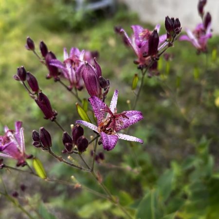 １０月１８日ホトトギス