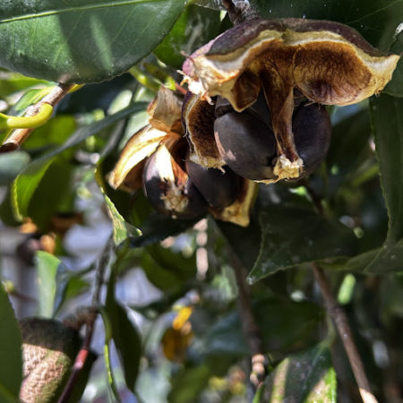 １０月２３日椿のみ