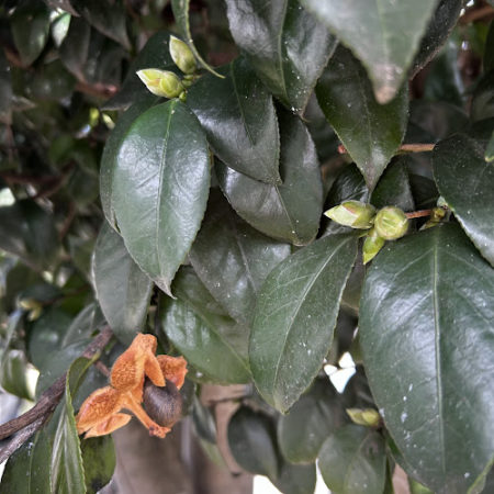 １０月８日椿の種と蕾