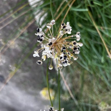 １１月２日ニラの種
