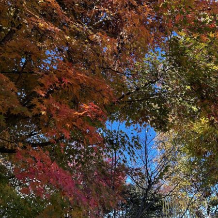 １１月２３日小川の紅葉