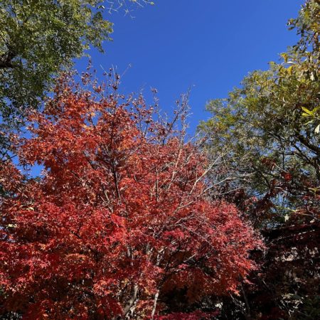 １１月２３日小川の紅葉③