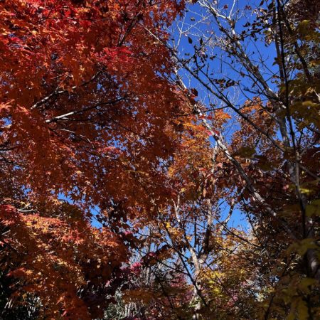 １１月２３日小川の紅葉⓶