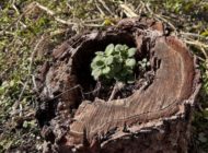 礼拝宣教の動画（２０２５.１１.２３）降誕前第５主日　謝恩日・収穫感謝家族礼拝