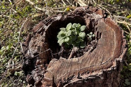 礼拝宣教の動画（２０２５.１１.２３）降誕前第５主日　謝恩日・収穫感謝家族礼拝