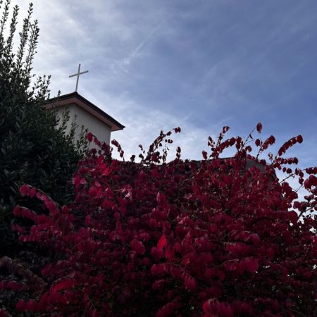 １１月８日錦木