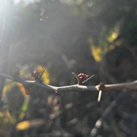 １月１８日ぼけ