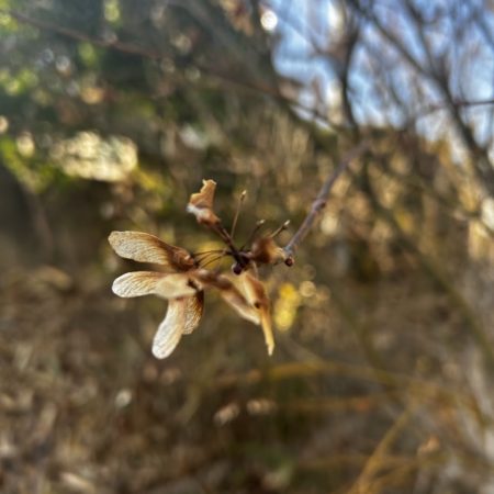 １月１８日もみじ