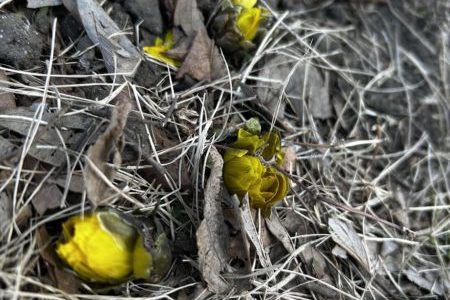 最近のお知らせ