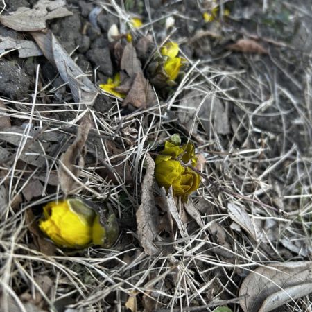 １月３１日福寿草