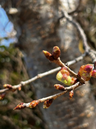 ２月１８日小元家の桜②