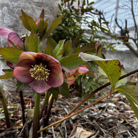 ３月１９日クリスマスローズ