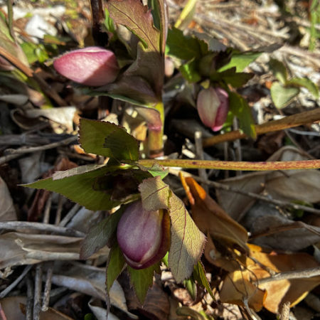 ３月７日クリスマスローズ②