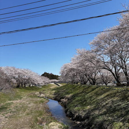 ４月８日小高の桜②