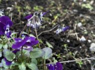 礼拝宣教の動画（２０２６.１.４）降誕節第２主日　新年礼拝