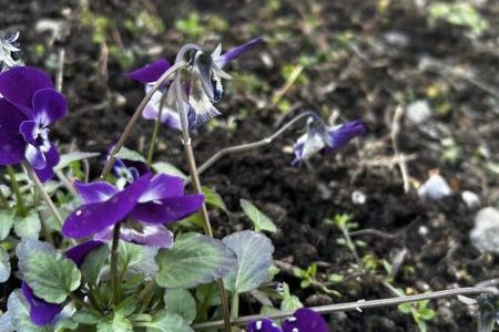 礼拝宣教の動画（２０２６.１.４）降誕節第２主日　新年礼拝