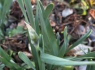 礼拝宣教の動画（２０２６.１.２５）降誕節第５主日礼拝