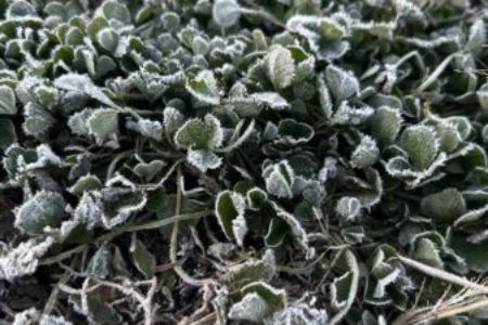 礼拝宣教の動画（２０２５.１２.２１）待降節第４主日　クリスマス家族礼拝