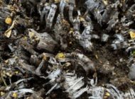 礼拝宣教の動画（２０２５.１２.２８）降誕節第１主日礼拝