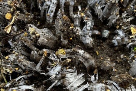 礼拝宣教の動画（２０２５.１２.２８）降誕節第１主日礼拝