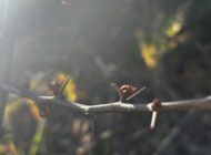 最近のお知らせ